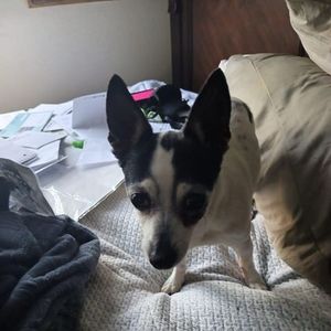 Meet your Posher, Dana